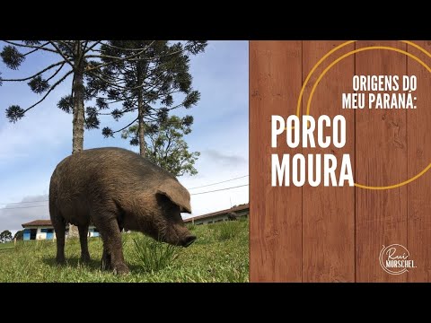 , title : 'PORCO MOURA | Origens Paraná | #shorts | Rui Morschel'