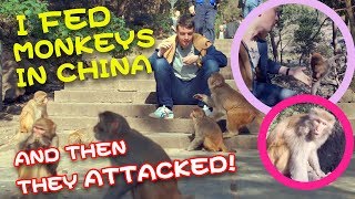 preview picture of video 'I fed monkeys in China (And then they attacked) 英国小哥哥误入猴群惨遭猴哥猛攻被KO！'