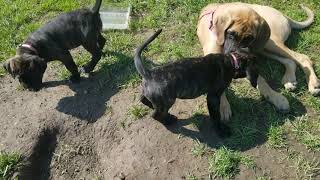 Video preview image #19 Mastiff Puppy For Sale in FULTON, NY, USA