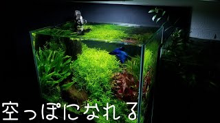 ぼーっとしたい時に見る動画【癒しのアクアリウム】