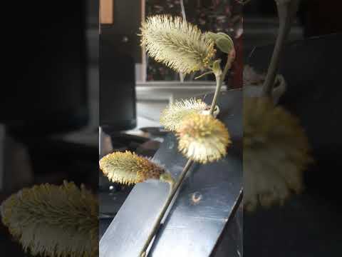 ۲۹ مارس ۲۰۲۵