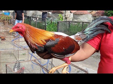 DAGOBERTO FERNANDEZ'S CUT-OUTS FOR THE WORLD CUP