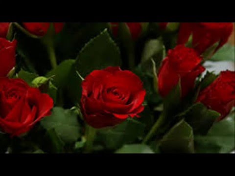 Kırmızı Gül Demet Demet - Yavuz Bingöl