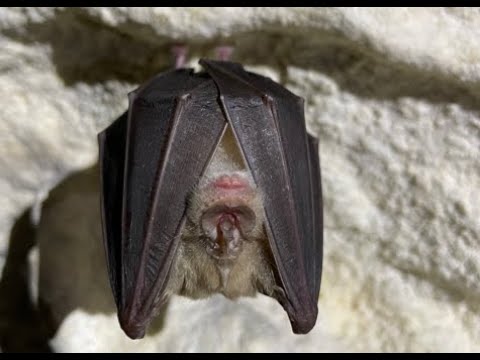 FERRA-SAGUZAR HANDIA (Rhinolophus ferrumequinum)