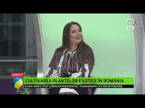 , title : 'CULTIVAREA PLANTELOR EXOTICE ÎN ROMÂNIA'