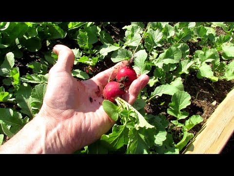 7 Tips for Growing Large Radishes and Fewer Green Leaves: Fertilizing, Spacing, Watering & More!