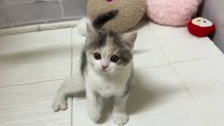 ブリティッシュショートヘアの動画01