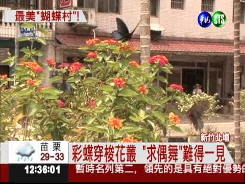 看蝴蝶舞翩翩 新竹北埔生態遊