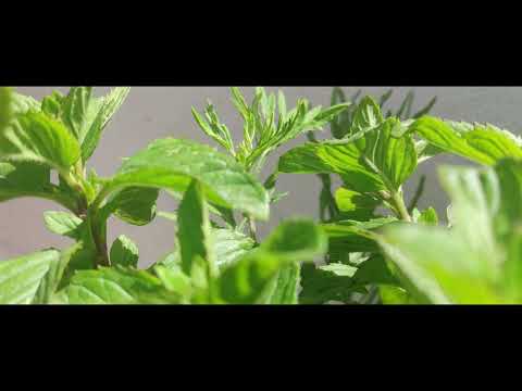 Xiaomi mi 10t 8K - videography