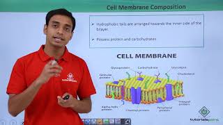 Download Lagu Class 11th - Eukaryotes - Cell Membrane Composition | Cell: The unit of Life | Tutorials Point Thumbnail