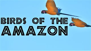Birds of the Amazon Rainforest and How to Find Them