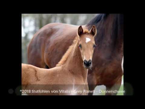 *2018 Stutfohlen von Vitalis - Grey Flanell  SOLD!!!
