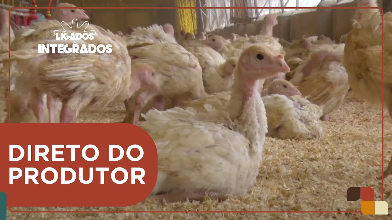 Como fazer o manejo de iluminação na sua criação de perus? | Ligados & Integrados - 26/09/2024