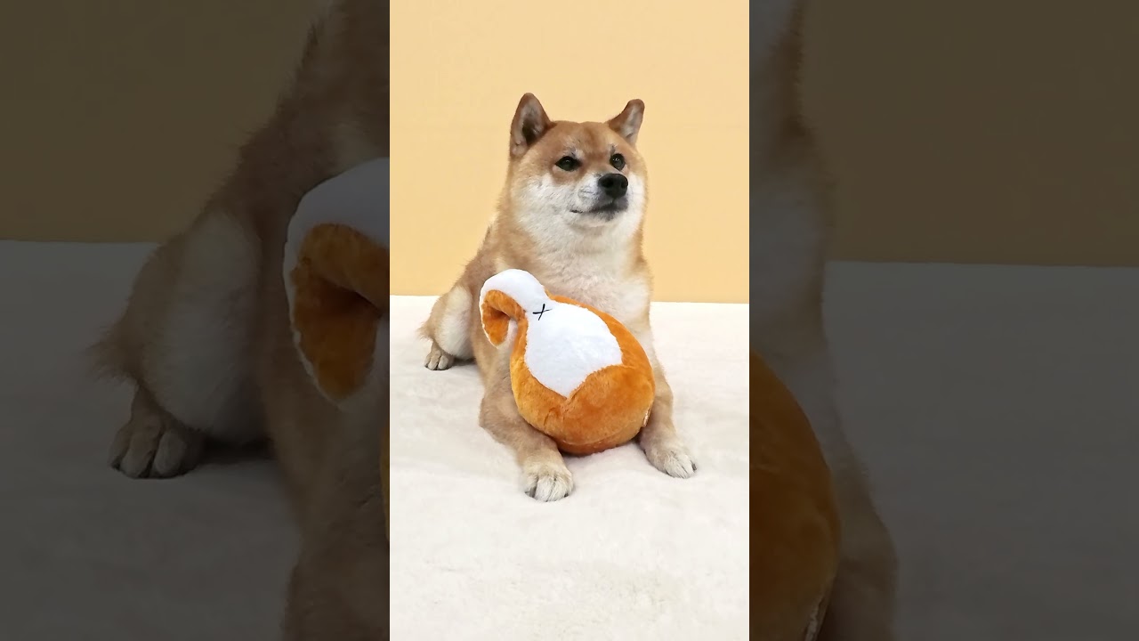 おケツと並ぶ柴犬　#柴けつボール #おもちゃ #shorts