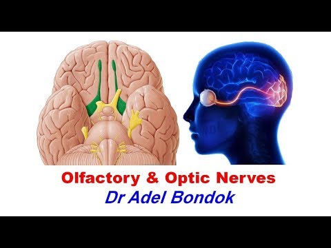 Olfactory and Optic Nerves, Dr Adel Bondok