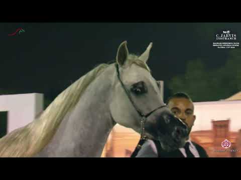 N 68 AL JOHARA   Bahrain Breeders Show 2024 Emirates AHGC   Senior Mares Class 3A