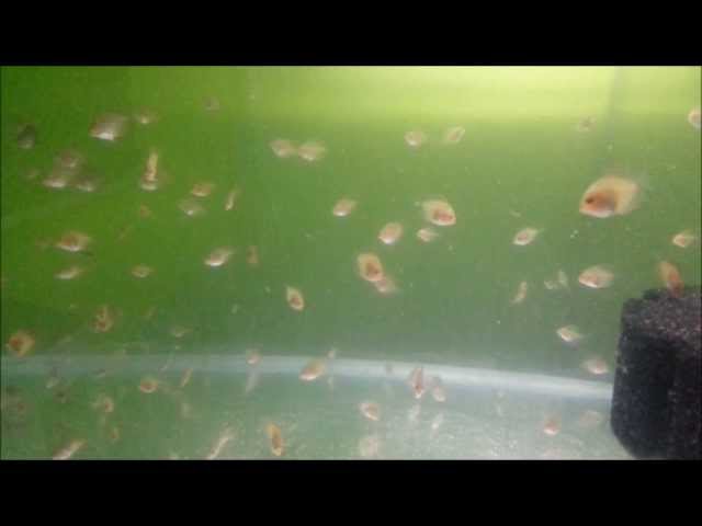 Raising Discus fry - 1st month