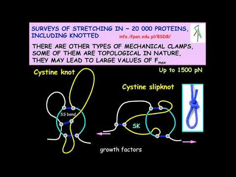 Dynamics of Knotted Proteins and Entangled Neurotoxic Peptides