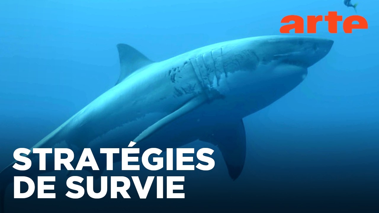 Survivre aux catastrophes : les stratégies de la nature | Documentaire | ARTE