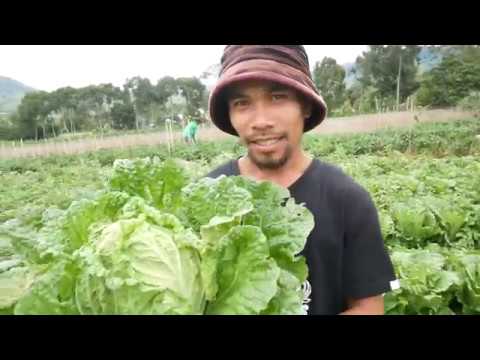 download lagu mp3 mp4 Wombok, download lagu Wombok gratis, unduh video klip Wombok