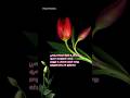 Oorellam Samiyaga Song 90slovesongstatus 90severgreensong Lovesongstatus Oorellam Karthik Love