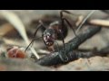 Imperium Mrówki Film Przyrodniczy Krótkometrażowy ILLUVISION STUDIO Grzegorz Dominiak