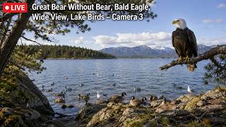 Big Bear Bald Eagle Wide View - Cam