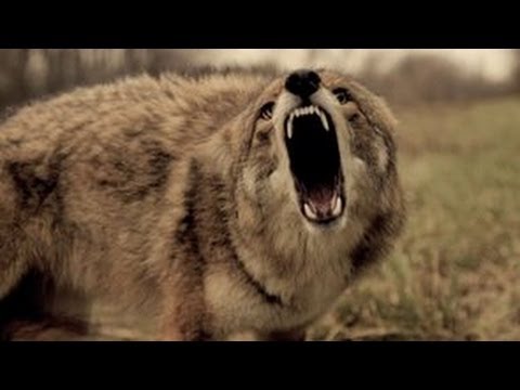 Predator Trapping - Colder Weather - The Management Advantage #49