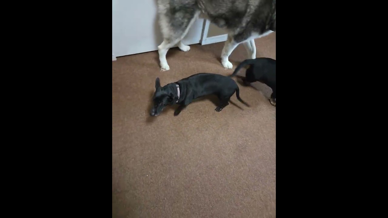 MOLLY MAE, a Adoptable Dachshund in Georgetown, KY video 5/5