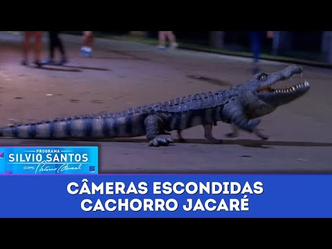 Cachorro Jacaré | Câmeras Escondidas (12/01/25)