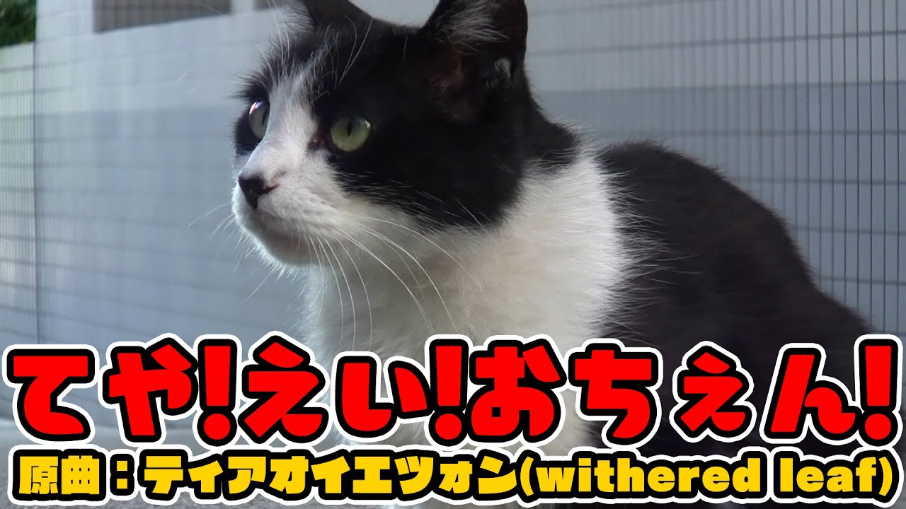 【東方PV？】てや！えい！おちぇん！【ビートまりお/猫】