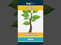 sapling - árbol joven video thumbnail