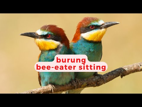 , title : 'kehidupan burung pemakan lebah/ bee-eater sitting di alam habitatnya'