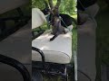 TUXEDO CAT VS TABBY CAT Catvideos Ytshorts Shorts Catlovers