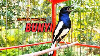Download lagu PANCINGAN KACER TERBAIK bikin Semua Jenis Kacer LANGSUNG KONSLET, Terapi Kacer Agar GACOR NGEPLONG mp3 Download lagu PANCINGAN KACER TERBAIK bikin Semua Jenis Kacer LANGSUNG KONSLET, Terapi Kacer Agar GACOR NGEPLONG mp3