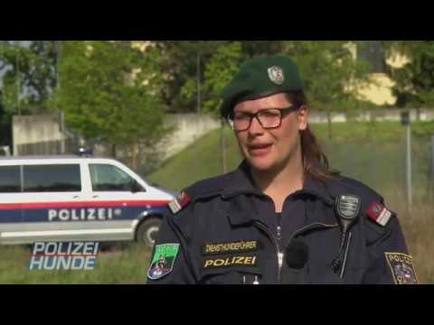 Polizeihunde - Einsatz mit Biss