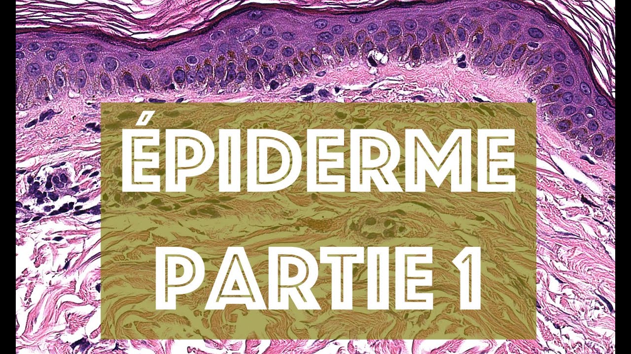 L'EPIDERME (partie 1) - HISTOLOGIE