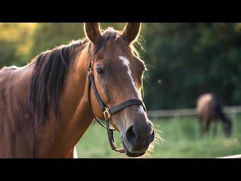 Iowa ARL launches new capital campaign expansion