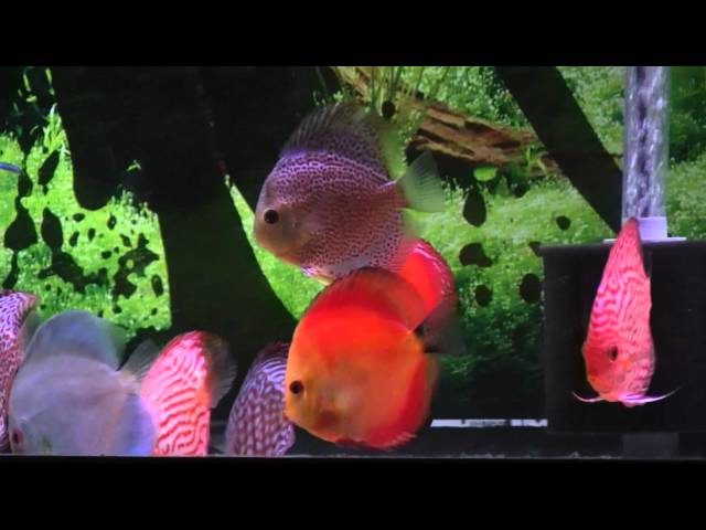 125 Gallon Discus Tank