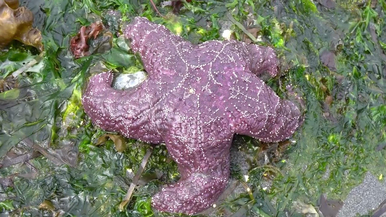 Encuentra estrellas de mar en la playa con los Naturalistas de playa de Seattle Aquarium