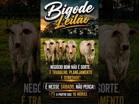 LEILÃO DE GADO DE CORTE - BIGODE LEILÕES CAMPINAÇU - GO - 01/08/2026