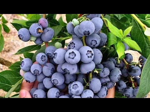 Řez kanadských borůvek 2025