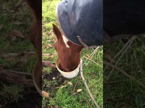 Slide 7 - Horslyx Garlic Mini Vit & Mineral Lick 650g  (video)