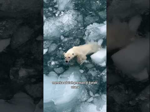 beruang nya gigit gak kira kira ⁉️⁉️ #shorts#animals