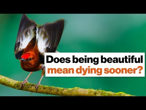 Does being beautiful mean dying sooner? In nature, it can. | Richard Prum | Big Think