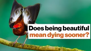 Does being beautiful mean dying sooner? In nature, it can. | Richard Prum