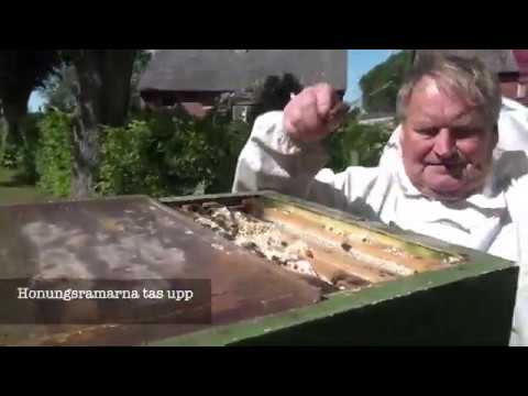 Skattning, slungning, honungshantering & enkel drottningodling