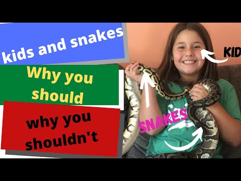 Kids and snakes (ball pythons). Why you should and why you shouldn't