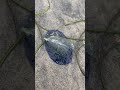 Velella Velella🪸🪼#weird #nature