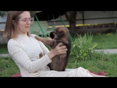 dog meaning /aliya Jan/rukhsar/jannat